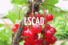 LSCAD