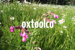 oxtoolco