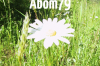 Adam Booth (@abom79)