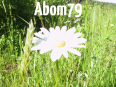 Abom79