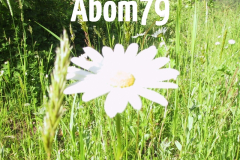 Abom79