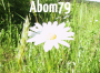 Abom79