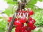 LSCAD