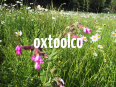 oxtoolco
