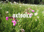 oxtoolco