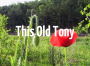 This Old Tony