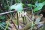 THM