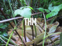 THM
