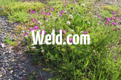 Weld.com